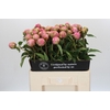 Paeonia Jacorma