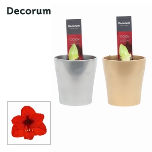 Amaryllis Rood 2 Knop Amy KERST (Decorum)