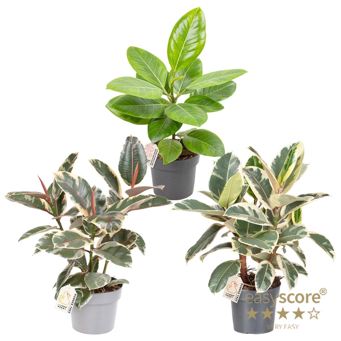 <h4>FICUS ELASTICA P17 MIX</h4>