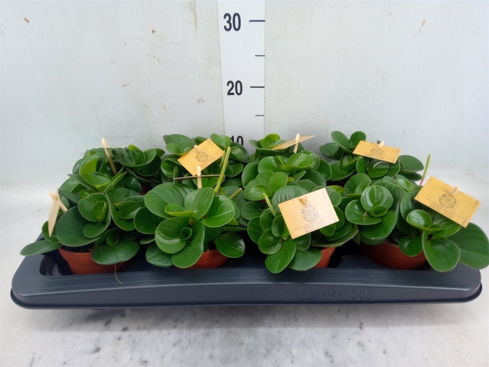 <h4>Peperomia obt. 'Obtipan'</h4>