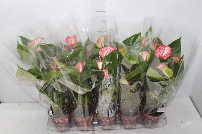 <h4>ANTHURIUM LIVIUM RED P12 BICOLOR</h4>