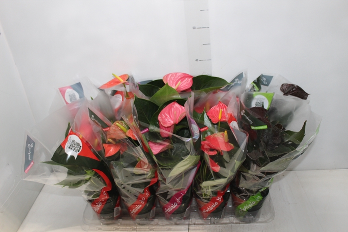 <h4>ANTHURIUM VARIADO P12</h4>