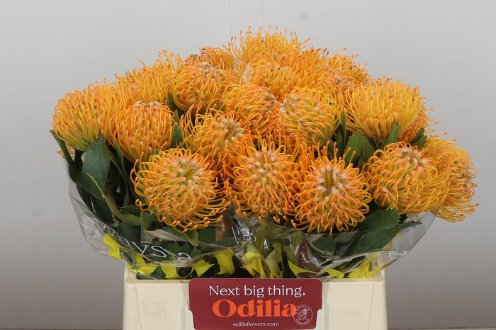 <h4>Nutans Soleil</h4>