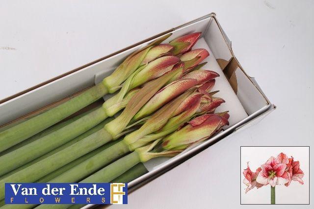 <h4>HIPP GA SHOWMASTER</h4>