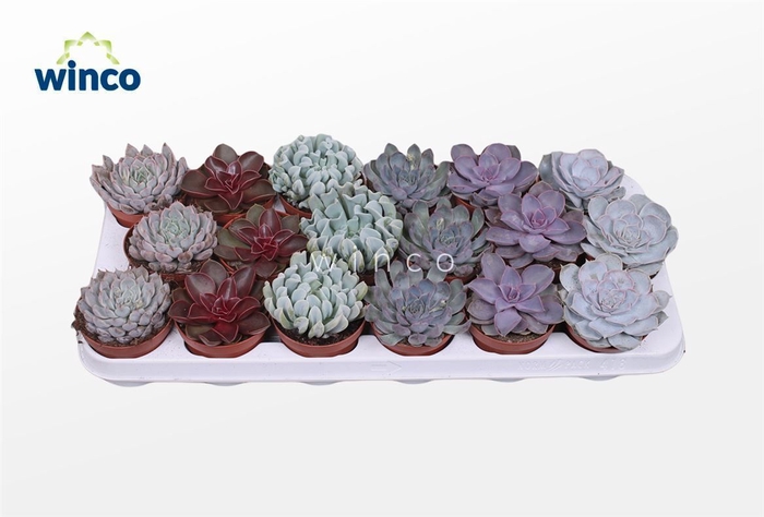 <h4>Echeveria Love Mix (6 Spc.)</h4>