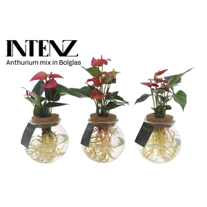 Anthurium mix in Bolglas - levertijd: 24 u