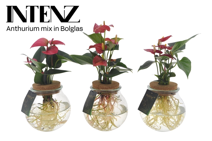 <h4>Anthurium mix in Bolglas - levertijd: 24 u</h4>