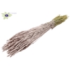 Triticum per bunch Champagne