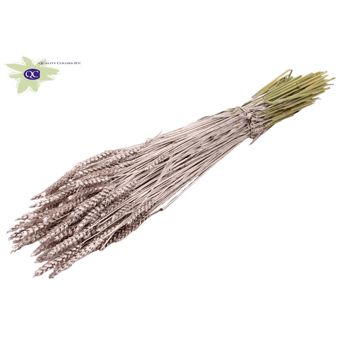 <h4>Triticum per bunch Champagne</h4>
