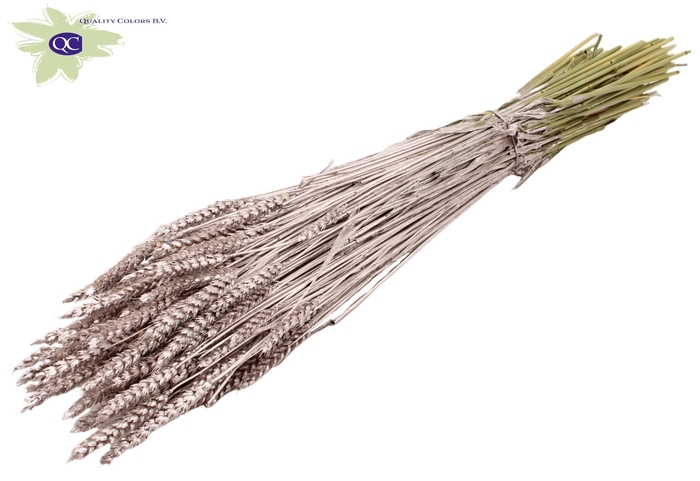Triticum per bunch Champagne