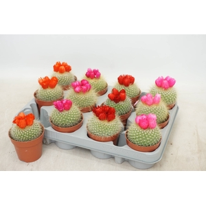 CACTUS VERSIERD