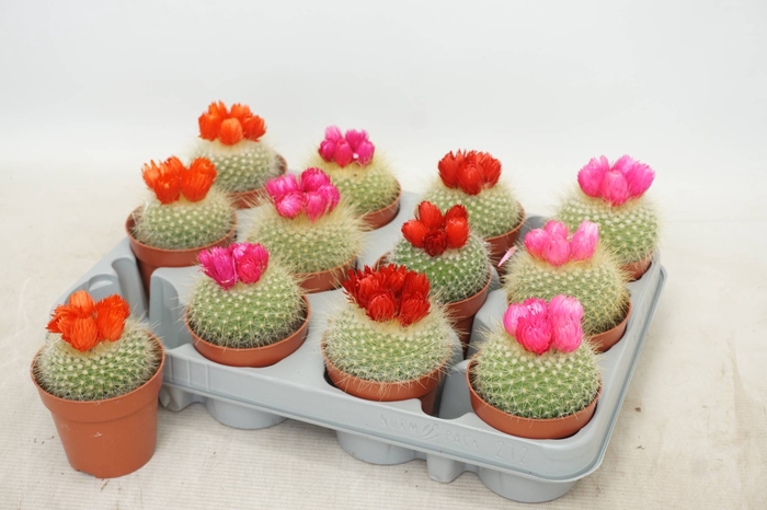 <h4>CACTUS VERSIERD</h4>