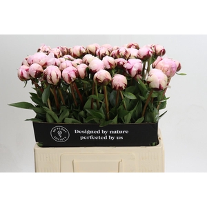 Paeonia Reine Hortense XXL