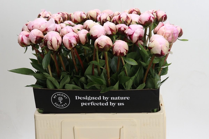 <h4>Paeonia Reine Hortense XXL</h4>