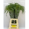 Panicum Fountain