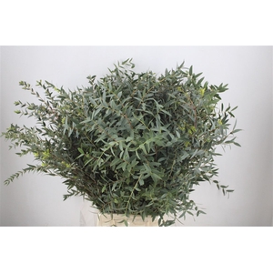 Euca Parvifolia 300gr P Bunch