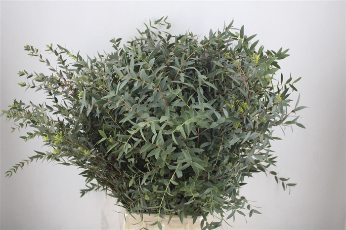 <h4>Euca Parvifolia 300gr P Bunch</h4>