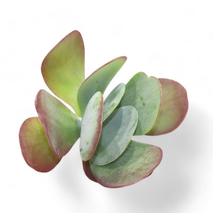 <h4>Kalanchoe Thyrsiflora Cutflower Wincx-10cm</h4>