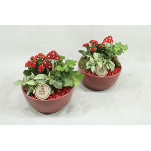 arr2 PT 9503 KER ROOD SCHAAL