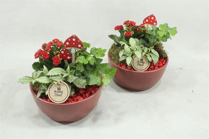 <h4>arr2 PT 9503 KER ROOD SCHAAL</h4>