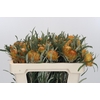 Banksia Dryandra