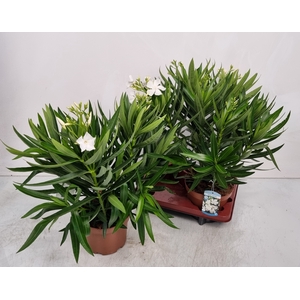 NERI OLEANDER