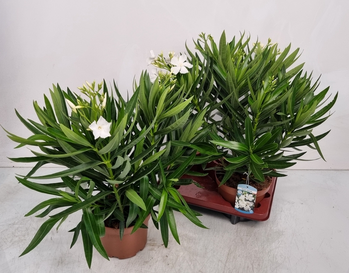 <h4>NERI OLEANDER</h4>