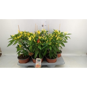 Capsicum annuum   ...peper