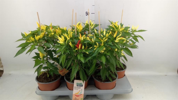 <h4>Capsicum annuum   ...peper</h4>