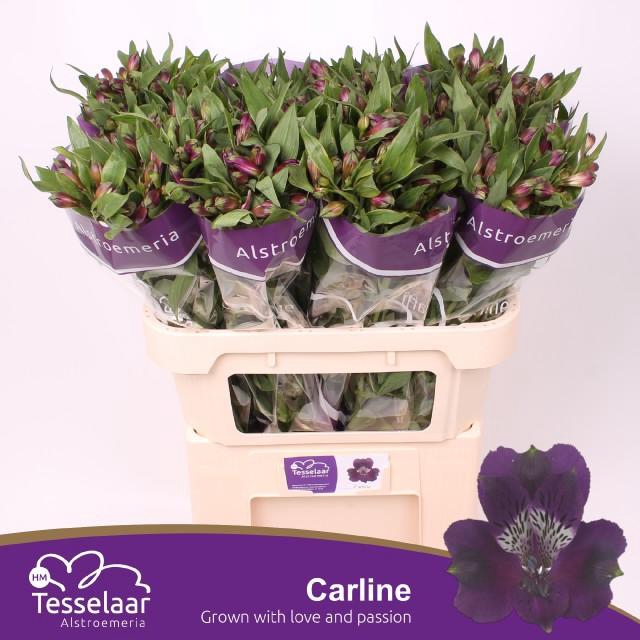 <h4>ALSTR CARLINE</h4>