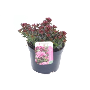 Sedum spurium Spot On Deep Rose
