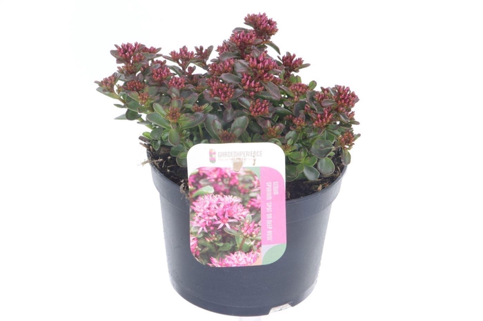 <h4>Sedum spurium Spot On Deep Rose</h4>