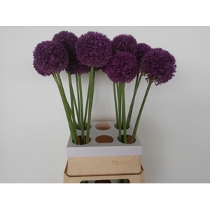 ALLIUM AMBASSADOR