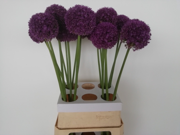 <h4>ALLIUM AMBASSADOR</h4>