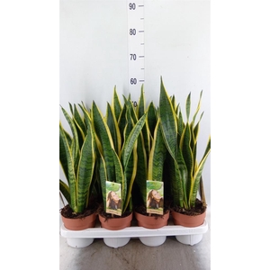 Sansevieria trifa. 'Laurentii'