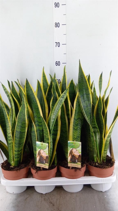 <h4>Sansevieria trifa. 'Laurentii'</h4>