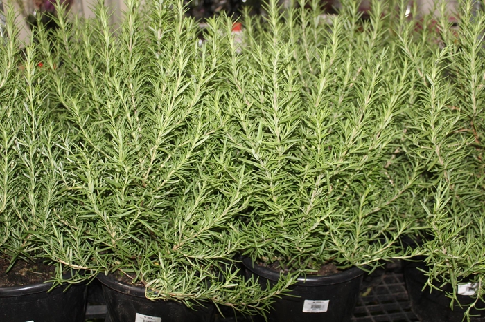 <h4>ALECRIM P24</h4>