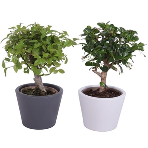 Bonsai Indoor Mix 9cm Ball Shape in 11cm Karla pot