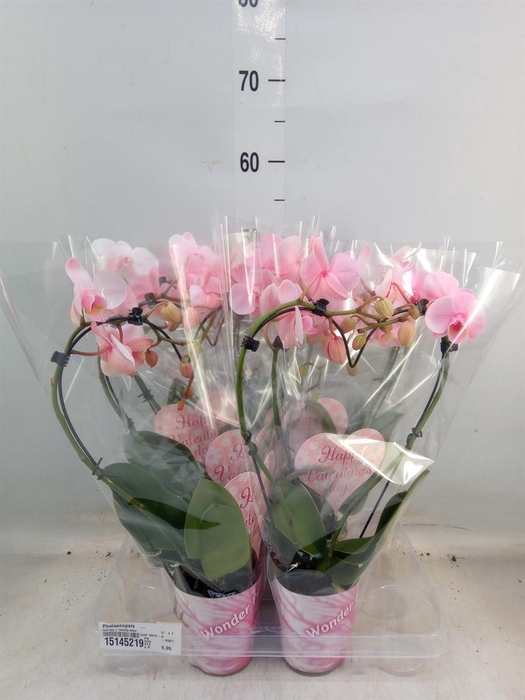 <h4>Phalaenopsis   ...</h4>