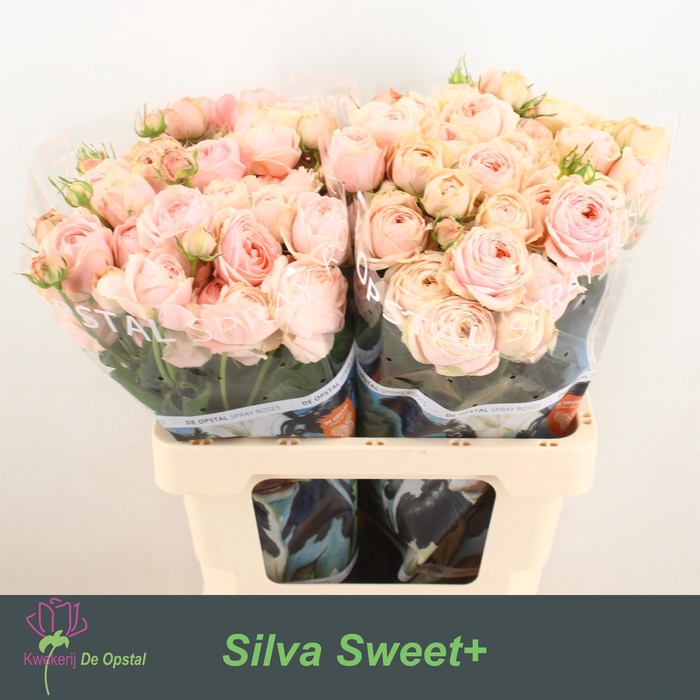 <h4>R TR SILVA SWEET+</h4>