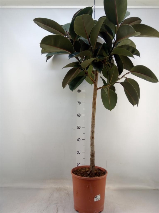 <h4>Ficus   ...</h4>