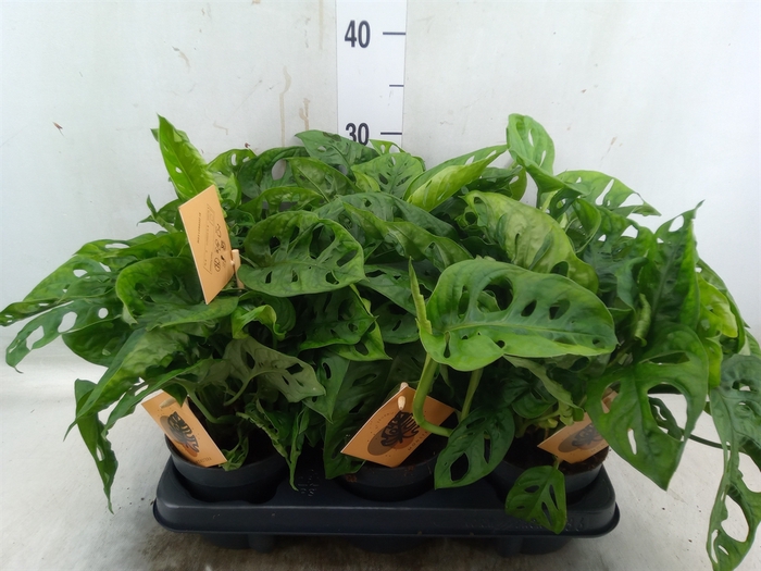 <h4>Monstera obliqua 'Monkey Mask'</h4>