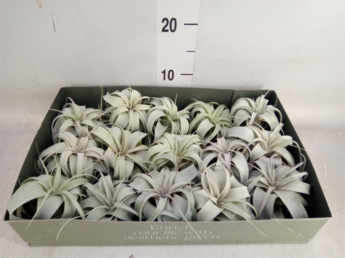 <h4>Tillandsia xerographica</h4>