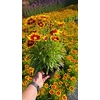 Coreopsis overig
