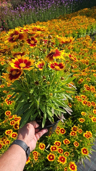 Coreopsis overig