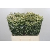 Limonium China White