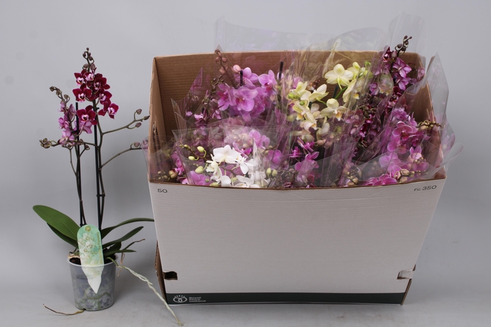 <h4>PHAL MF GEM 6 KL</h4>