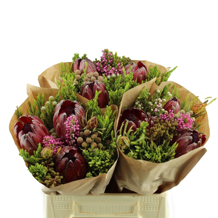 <h4>Kaaps Bq Protea Carousel</h4>