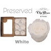 Preserved rosa white