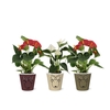 Anthurium Red & White mix in Rudolf smartcup